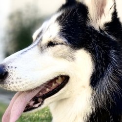 SF Valley Pet - Bella