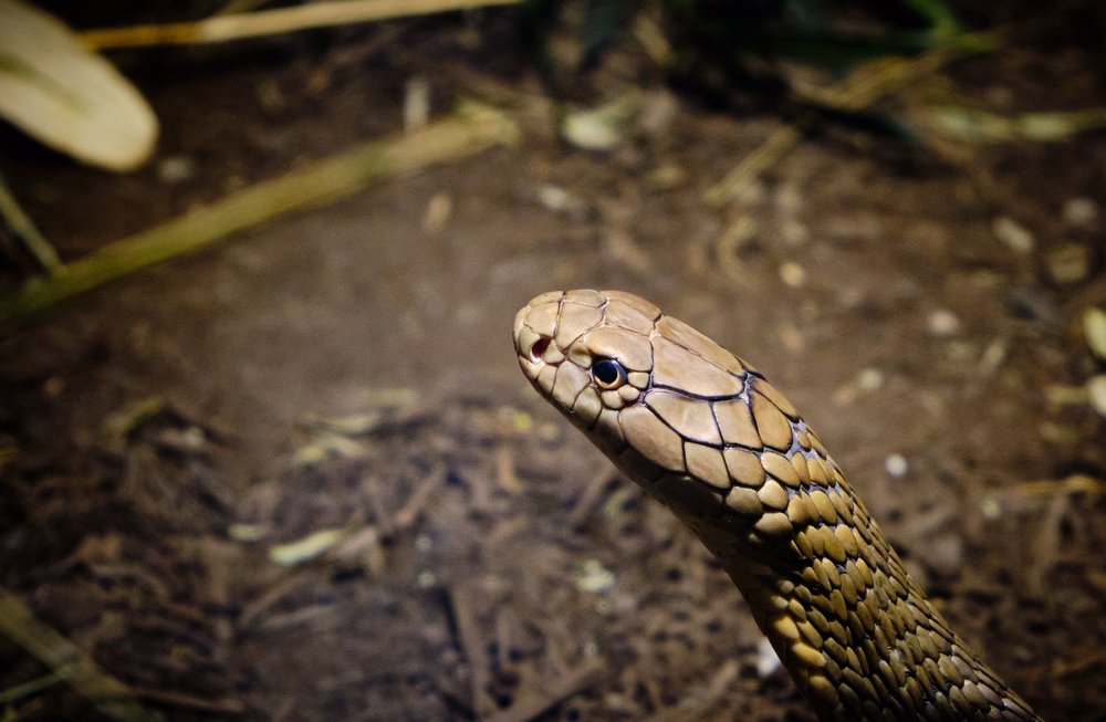 ELECTRIC CITY AQUARIUM AND REPTILE DEN 52 Photos & 34 Reviews 300