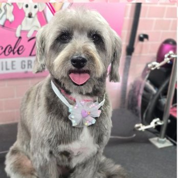 Nicole Dunn Mobile Grooming - Crazy Lucy - Pet Groomers Near Me - Riverside, California
