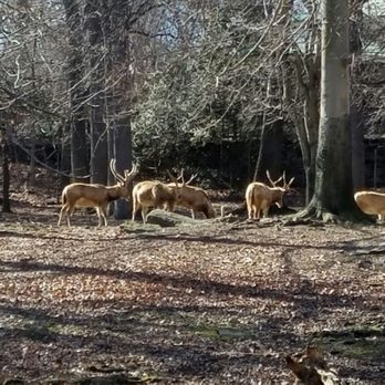 Bronx Zoo - Deer from Russia! - Zoos Near Me - Bronx, New York