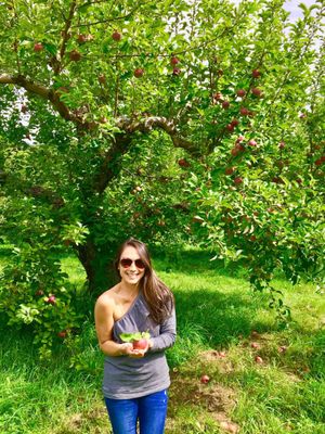 Poverty Lane Orchards by null