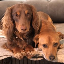 Four Paws Dig It - Rufus and Em