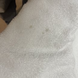 Stain Stain