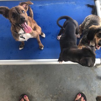 PhDogs - Goyo with some friends at training! - Pet Training Near Me - Riverside, California