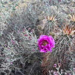Joshua Tree Adventures