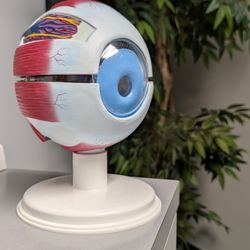 Edward Gilcrease, OD - Gilcrease Family Eye Care - A closer look at the anatomy of the eye