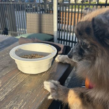 Irish 31 - my dog enjoying her meal - Irish Near Me - Oviedo, Florida