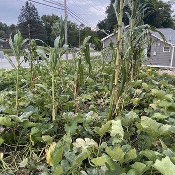 Field Brewing - Corn - Brewpubs Near Me - Westfield, Indiana Field Brewing - Corn - Brewpubs Near Me - Westfield, Indiana