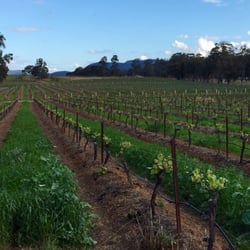 Mistletoe Wines