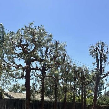 Ezra Tree Service - After Ezra Tree Service pruned the pines - Tree Services Near Me