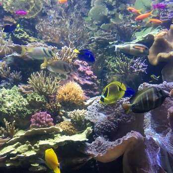 Shedd Aquarium - Aquariums Near Me - Chicago, Illinois