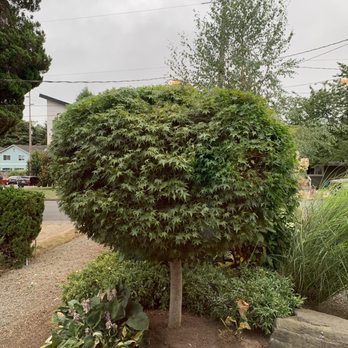 Nguyen Landscaping and Construction - Landscaping Near Me Nguyen Landscaping and Construction - Landscaping Near Me