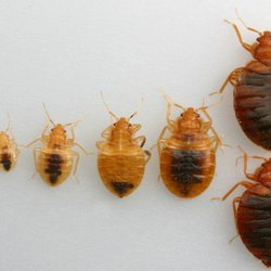Mayday Pest Management - Bed bug life cycle stages