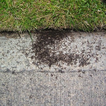 EMS Pest Control - Very bad ant problem near a yard. - Pest Control Near Me - Milwaukie, Oregon EMS Pest Control - Very bad ant problem near a yard. - Pest Control Near Me - Milwaukie, Oregon