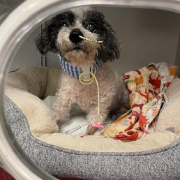 My dog in their critical care dept. Dr. Garrity couldn't remember to review post discharge x-rays.