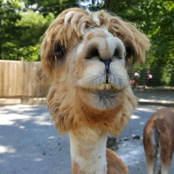 Catoctin Wildlife Preserve - Is y'all hirin - Zoos Near Me - Thurmont, Maryland Catoctin Wildlife Preserve - Is y'all hirin - Zoos Near Me - Thurmont, Maryland