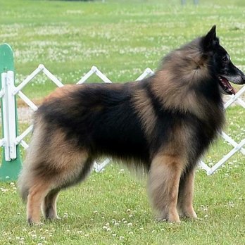 Mel's Groom Room - MBISS Akc Ukc GrCh Nizhoni's Me First CAA CGC "Stellar" - Pet Groomers Near Me - Livonia, Michigan Mel's Groom Room - MBISS Akc Ukc GrCh Nizhoni's Me First CAA CGC "Stellar" - Pet Groomers Near Me - Livonia, Michigan