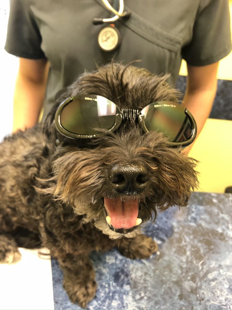 Village Pet Clinic Image