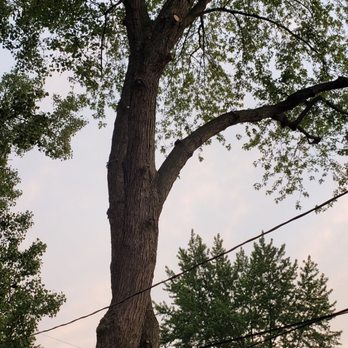 Ken's Tree Service - Trimmed tree - Tree Services Near Me Ken's Tree Service - Trimmed tree - Tree Services Near Me