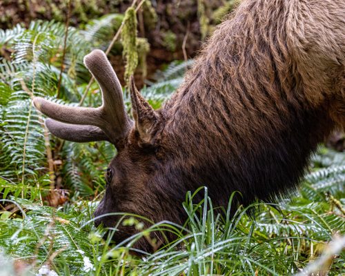 Hoh Rain Forest by null