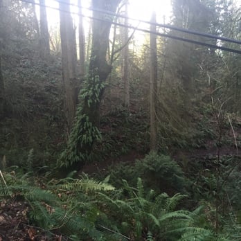 Weowna Park - View of the trail about .2 miles from the trail head. - Parks Near Me - Bellevue, Washington