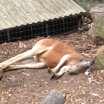 Taronga Zoo - kangaroo (2013) - Zoos Near Me - Mosman, NSW Taronga Zoo - kangaroo (2013) - Zoos Near Me - Mosman, NSW