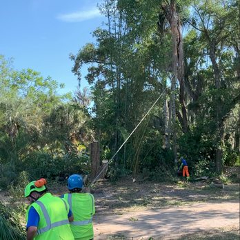 Central Florida ArborCare - A large queen palm is coming down. - Tree Services Near Me - Apopka, Florida Central Florida ArborCare - A large queen palm is coming down. - Tree Services Near Me - Apopka, Florida
