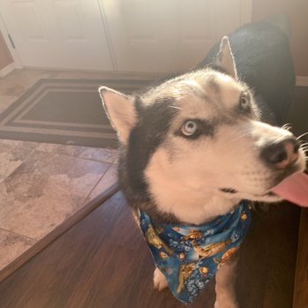 Pin Up Pets - Pet Groomers Near Me - Chandler, Arizona Pin Up Pets - Pet Groomers Near Me - Chandler, Arizona