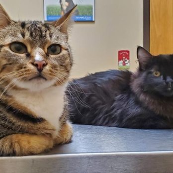 Intercity Veterinary Hospital - Veterinarians Near Me - Everett, Washington Intercity Veterinary Hospital - Veterinarians Near Me - Everett, Washington