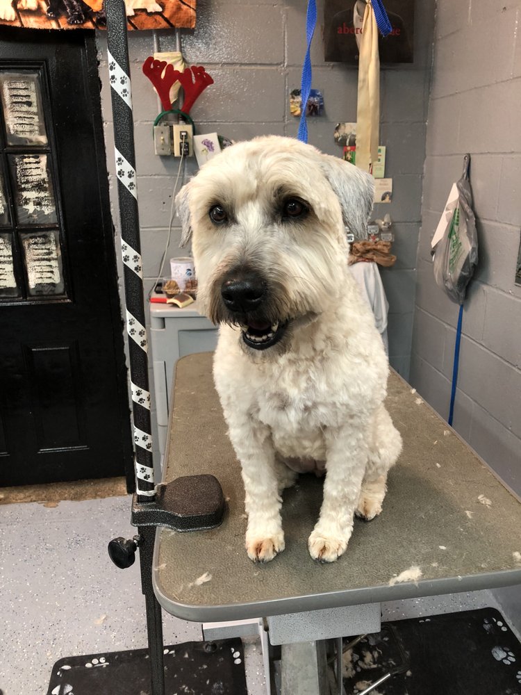 COUNTRY CLUB KENNEL 18 Photos & 10 Reviews 125 Hollis Rd, Amherst