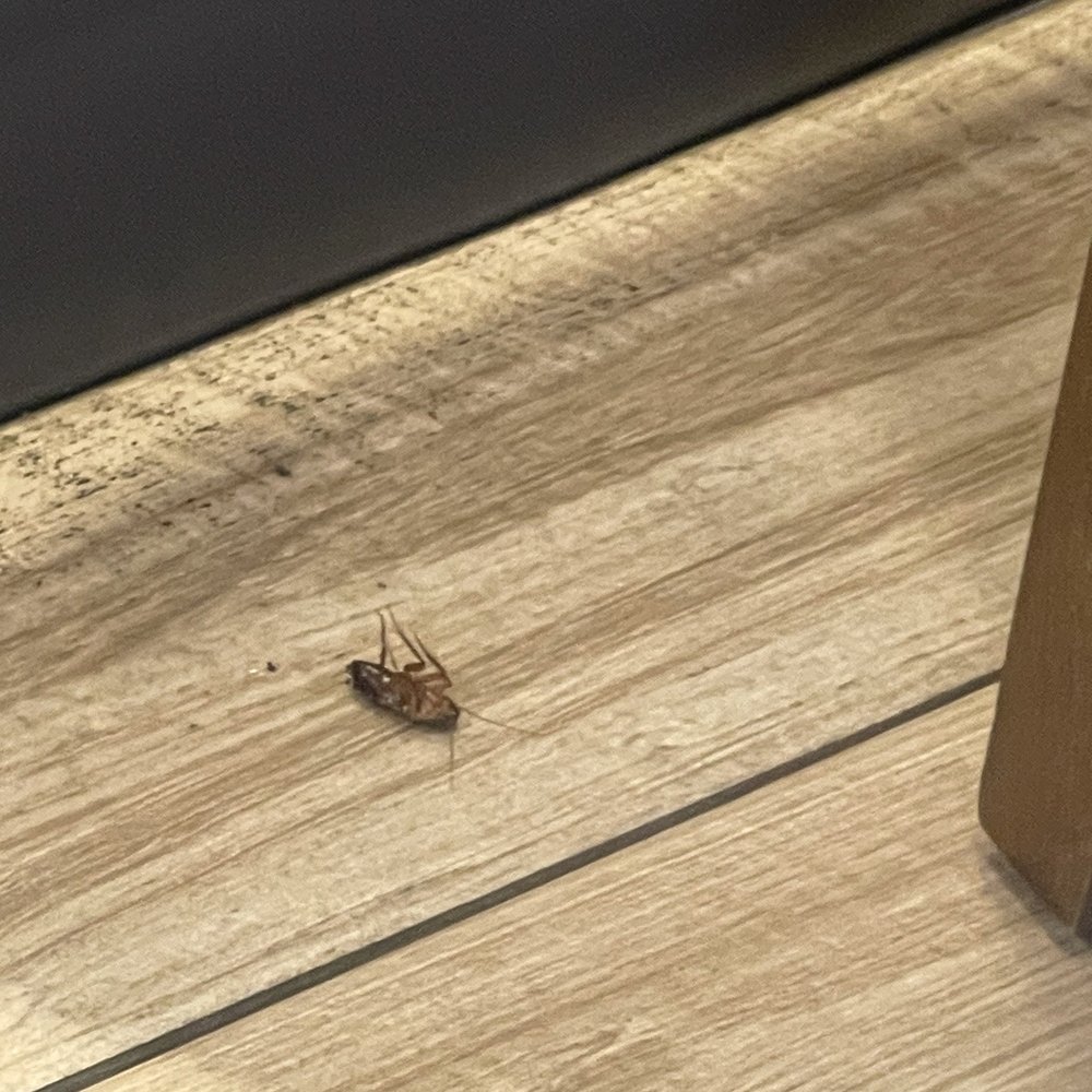 Dying roach...gross. Dying roach...gross.