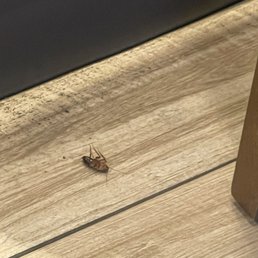 Dying roach...gross. Dying roach...gross.