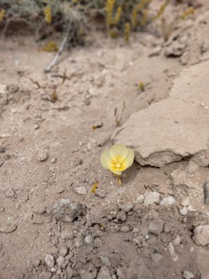 Tule Springs Fossil Beds National Monument by null