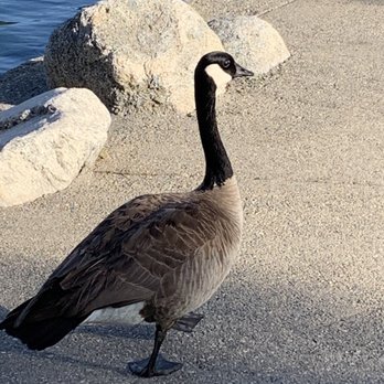 Eisenhower Park - Goose - Parks Near Me - Orange, California