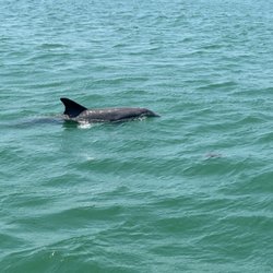 Clearwater Watersports - And if you like dolphins, this will be your experience.