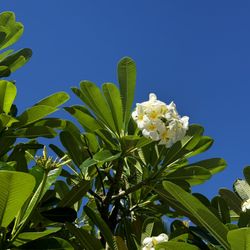 Wild Hawaii Tours
