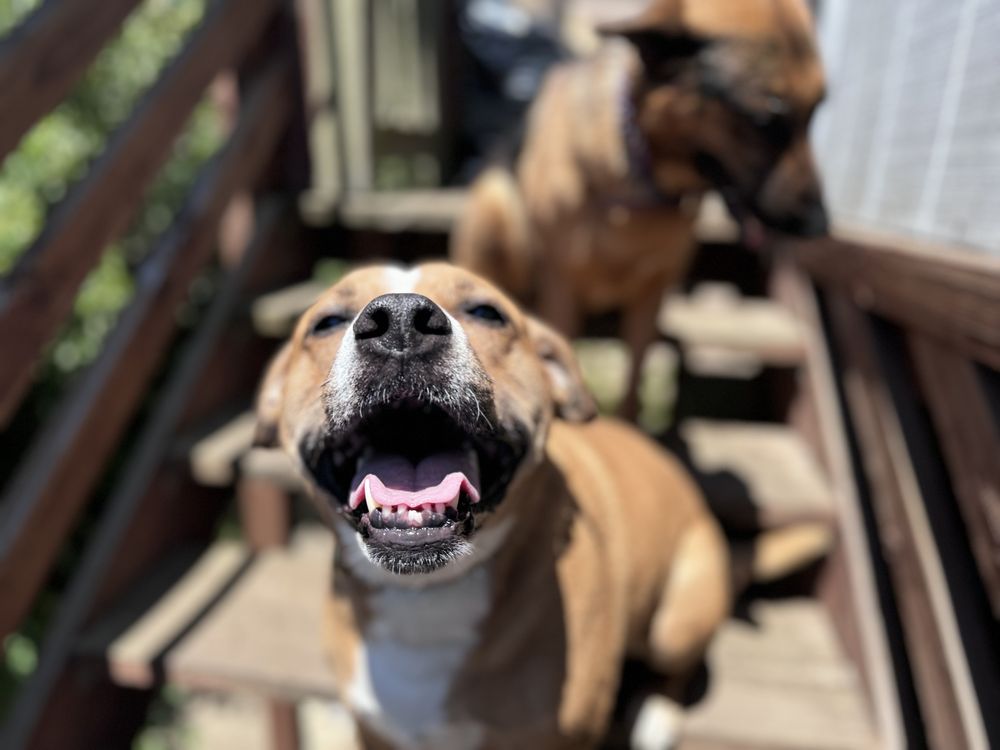 Premier Pet Care - pet boarding facility in Daly City, CA
