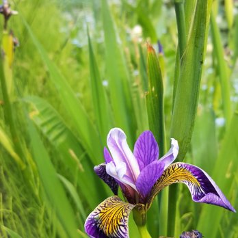 The Oregon Garden - Botanical Gardens Near Me - Silverton, Oregon