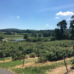 Rose's Berry Farm