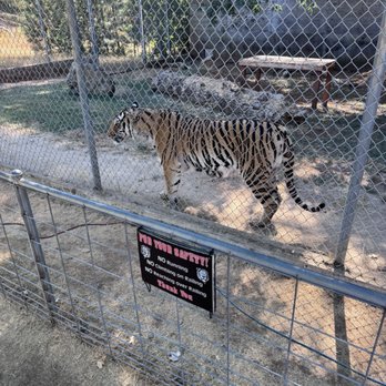 Great Cats World Park - A beautiful female tiger is willing to snack on pesky children and high conflict exes, if desired. - Zoos Near Me - Cave Junction, Oregon Great Cats World Park - A beautiful female tiger is willing to snack on pesky children and high conflict exes, if desired. - Zoos Near Me - Cave Junction, Oregon