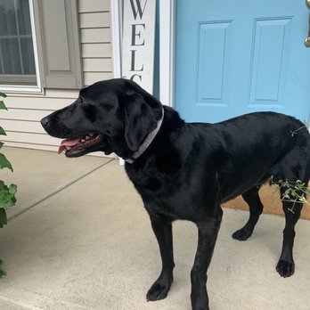 Smitties Pampered Paws - Black Lab - Pet Sitting Near Me - Lorain, Ohio Smitties Pampered Paws - Black Lab - Pet Sitting Near Me - Lorain, Ohio
