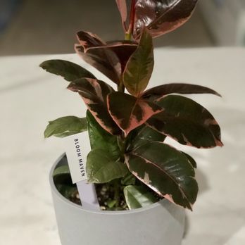 Bloom Maven - Aren't the pinkish leaves gorgeous? Rubber plant from Bloom Maven (in Ikea pot). - Florists Near Me - Tucson, Arizona