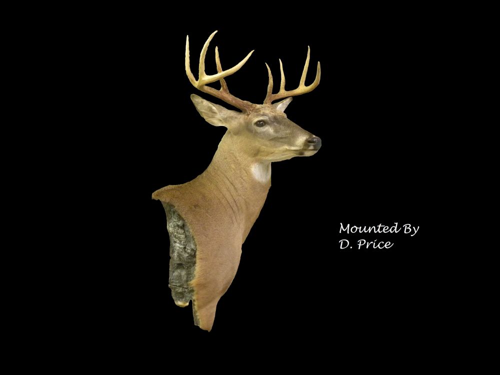 Outback Taxidermy - taxidermy in Youngsville, NC