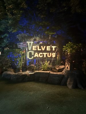 The Velvet Cactus by null