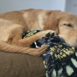Arroyo Veterinary Clinic - Alfie sleepy after a vaccine. Thanks for keeping him vaxxed and safe!