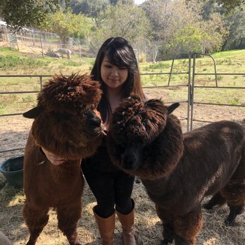 Canzelle Alpacas - alpacas are super friendly!! xoxo - Farms Near Me - Carpinteria, California Canzelle Alpacas - alpacas are super friendly!! xoxo - Farms Near Me - Carpinteria, California