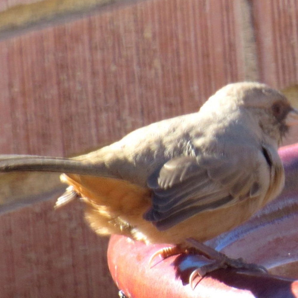 Wild Bird Store - Abert's Towhee has been a regular visitor after I put out Finch Mix and also Desert Blend. - Bird Shops Near Me - Tucson, Arizona Wild Bird Store - Abert's Towhee has been a regular visitor after I put out Finch Mix and also Desert Blend. - Bird Shops Near Me - Tucson, Arizona