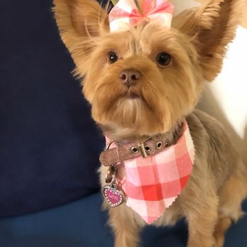 K9dergarten - Pet Sitting Near Me - Jersey City, New Jersey K9dergarten - Pet Sitting Near Me - Jersey City, New Jersey