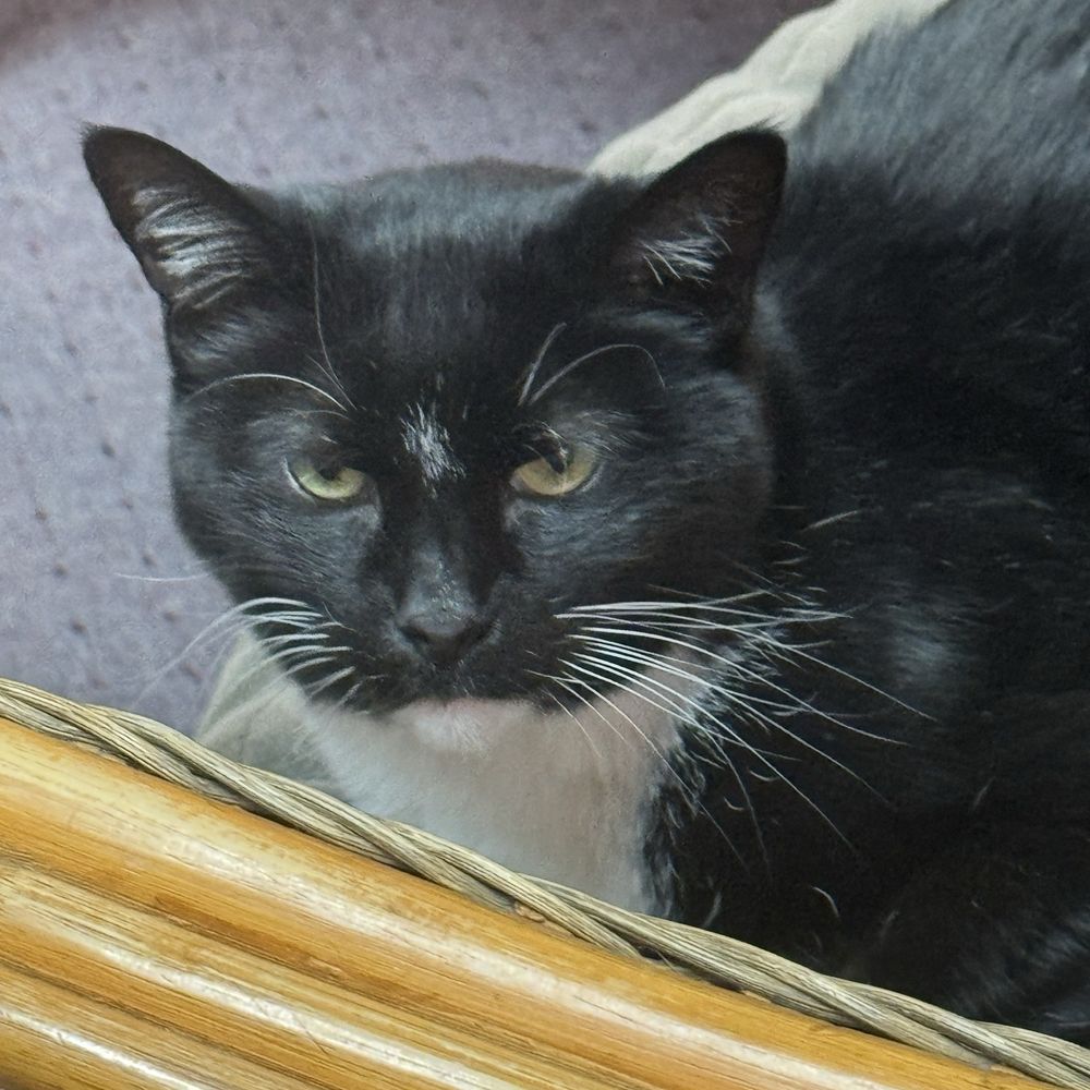 City Lights Cafe - cat - Bakeries Near Me - Sylva, North Carolina
