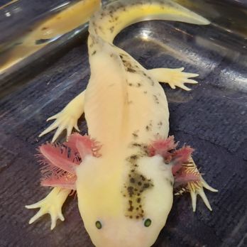 Awesome Axolotls - CHIMERA - Pet Breeders Near Me - Boise, Idaho